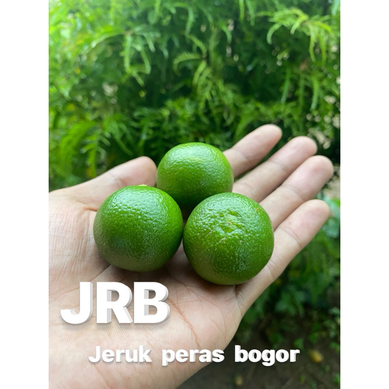 

1kg jeruk sonkit/kasturi(UKURAN SEDANANG)cocok untuk jus/minuman