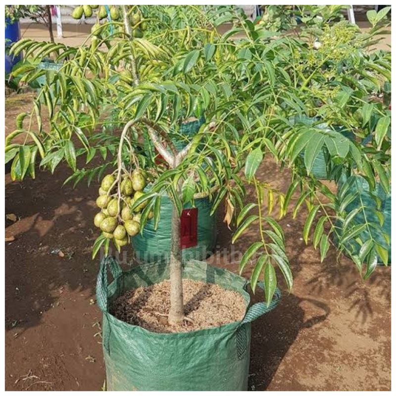 bibit tanaman kedondong