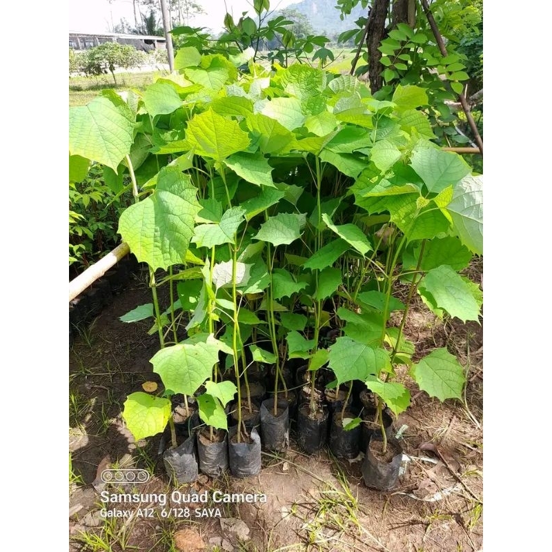 Bibit Gamelina (jati putih)