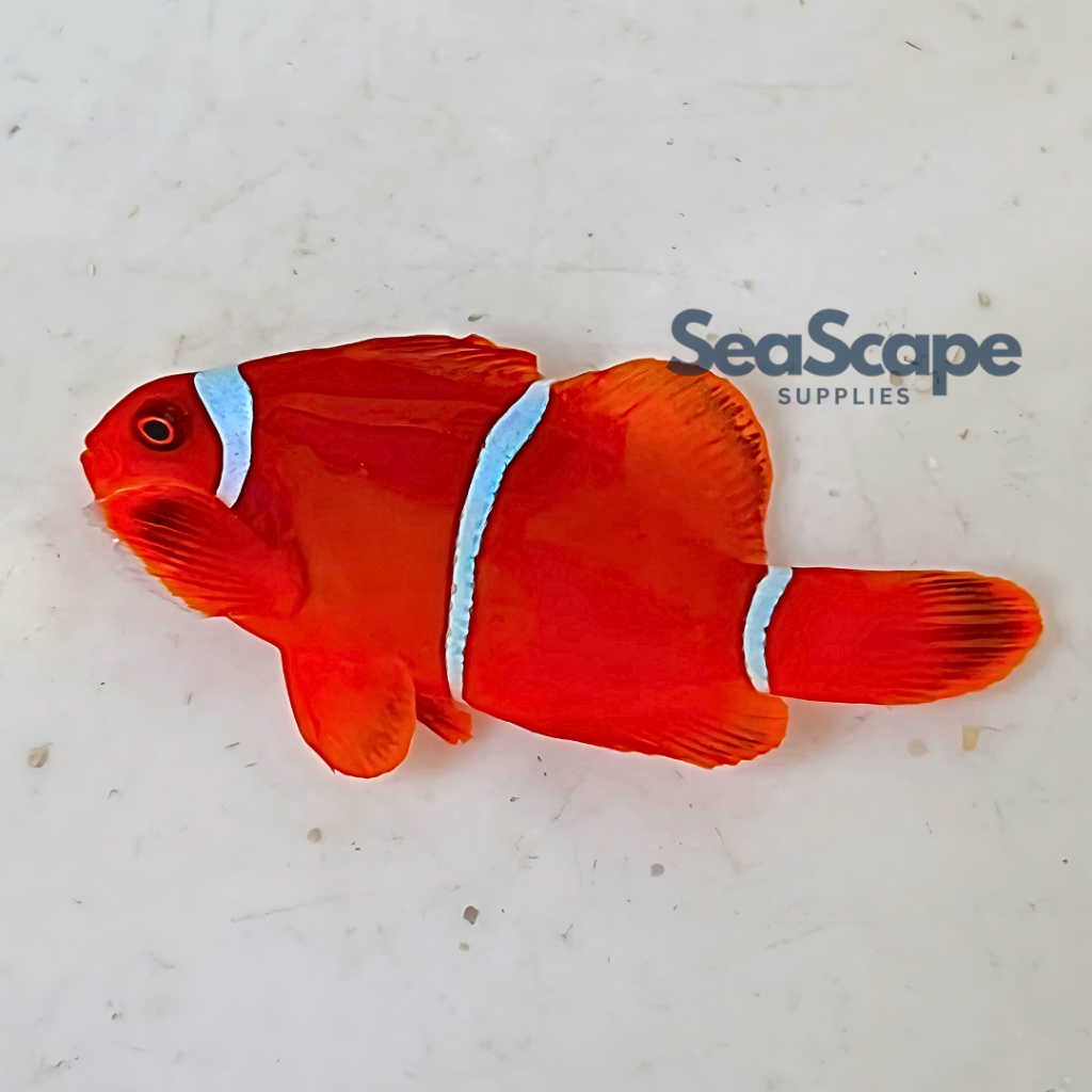 Ikan Hias Akuarium Air Laut Nemo Balong (Maroon Clownfish) Aquarium Aquascape Marine