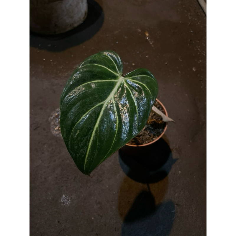 tanaman hias philodendron gloriosum white veins