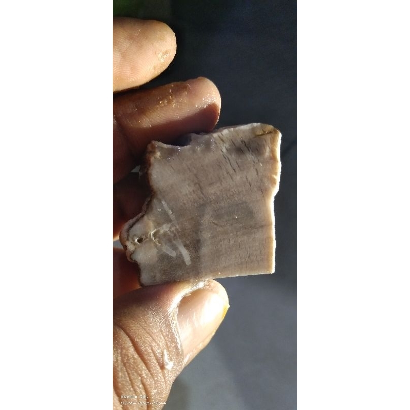 Batu fosil kayu kelor bule