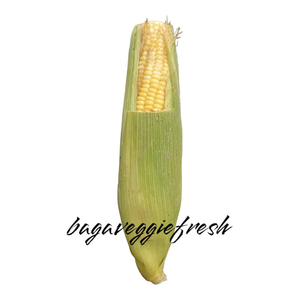 

Jagung Manis
