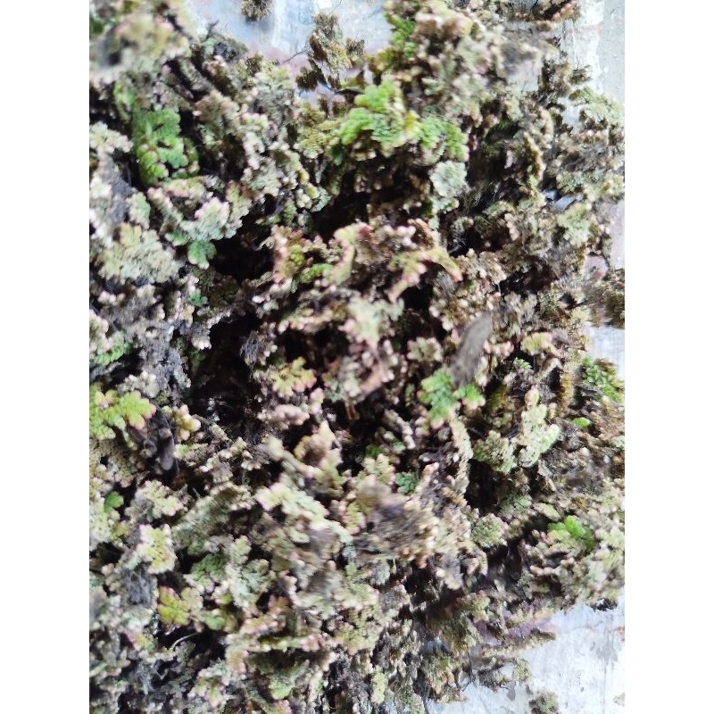 azolla kering pakan ternak