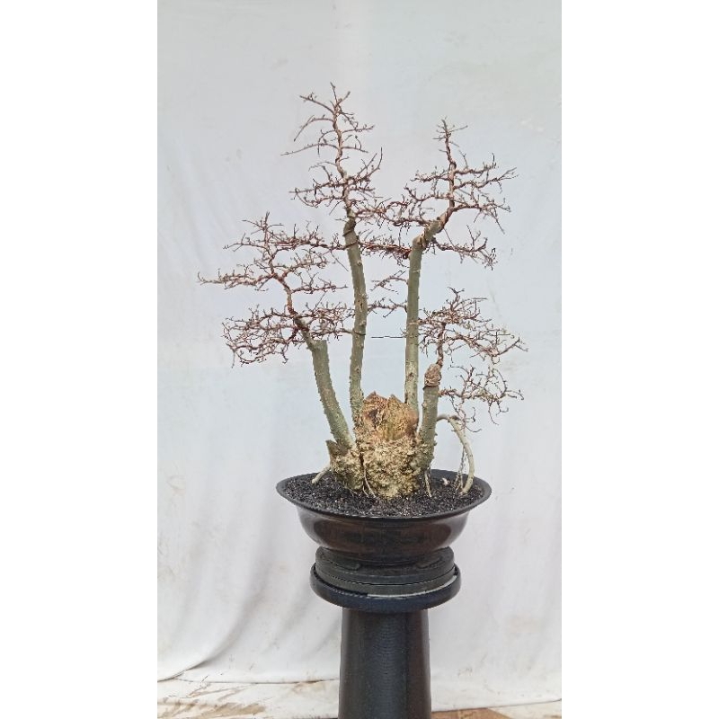 pohon bonsai serut/streblus asper