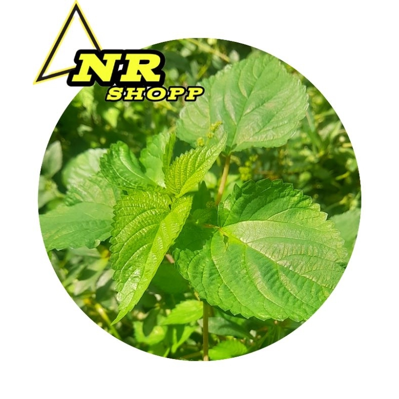 

DAUN JELATANG ATAU DAUN GATAL DAUN LATENG 200GRAM SEGAR