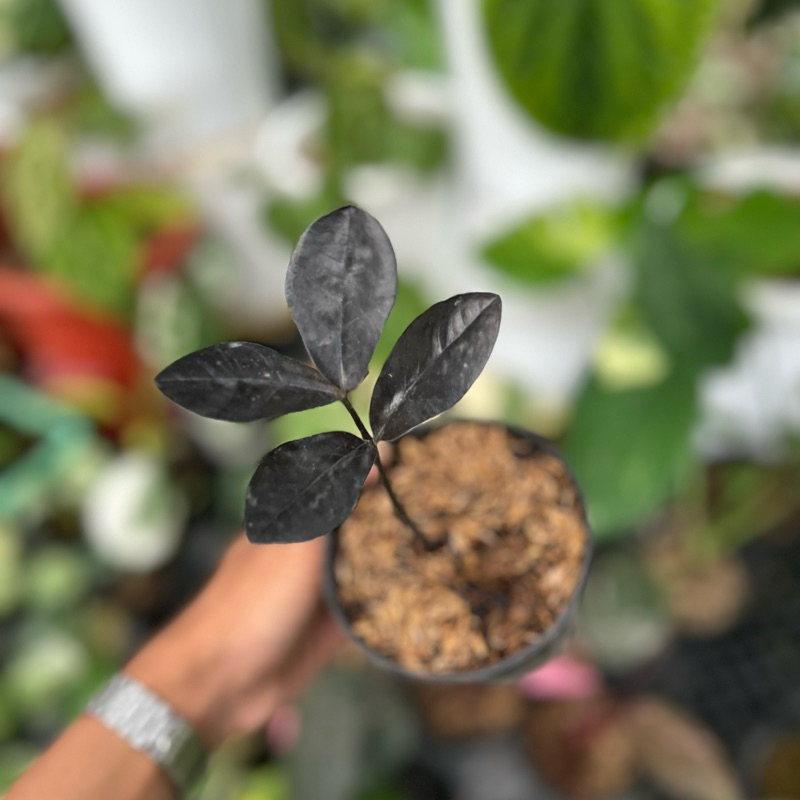 Zamioculcas Raven Black | Zamia Raven | ZZ raven