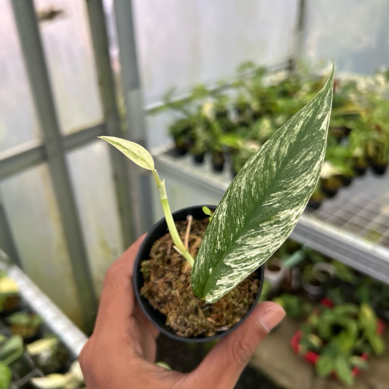 Rhaphidophora Megasperma Superstar Variegata Real Pict
