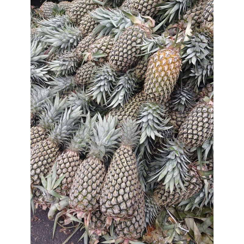 

nanas palembang super besar 1pcs