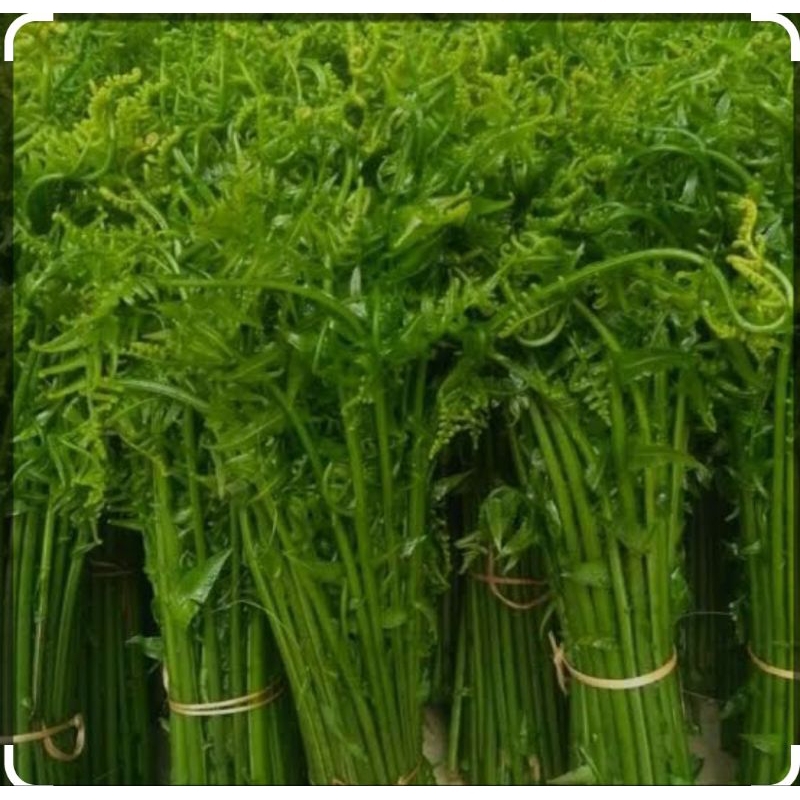 

Pakis Sayur Segar Fresh 400gram