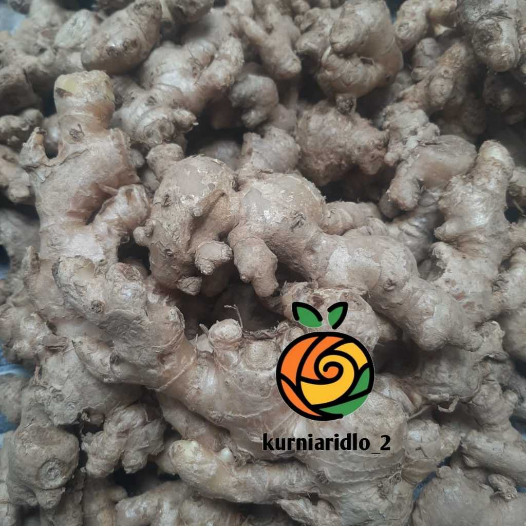 

Jahe Emprit Organik Super 250gr Segar