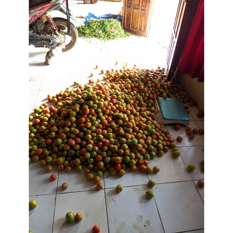 

tomat merah besar segar asli dari kebun sendiri