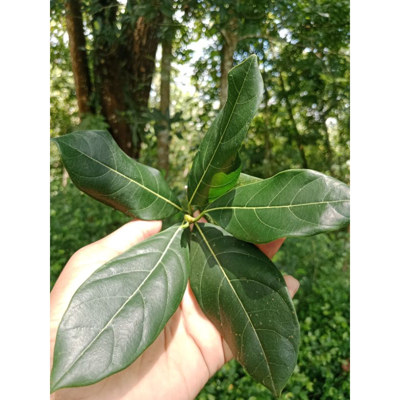 

Daun nangka beton fresh||herbal Tradisional ||Harga per Daun||