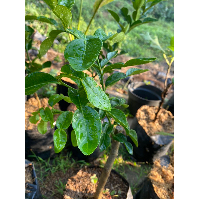 Daun Jeruk purut (Bibit)