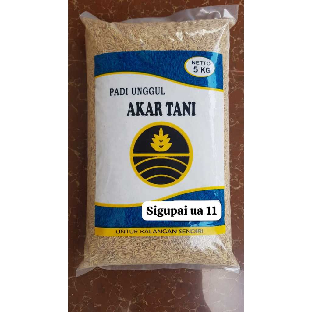 Benih Padi UA 11 Sigupai 5KG Bibit Padi Unggul