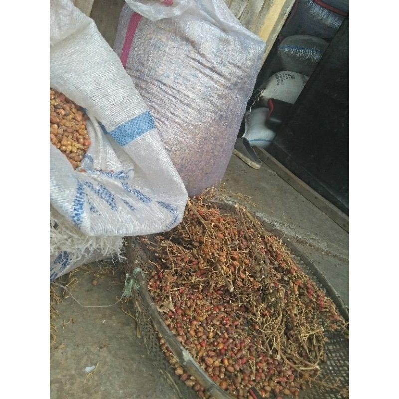 

biji lengkuas asli