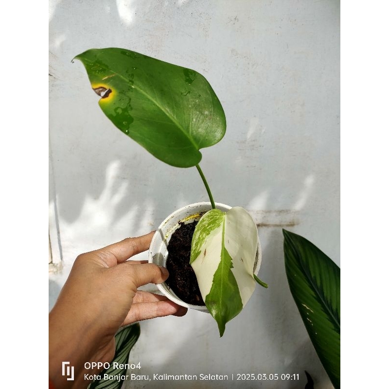 monstera variegata/monvar