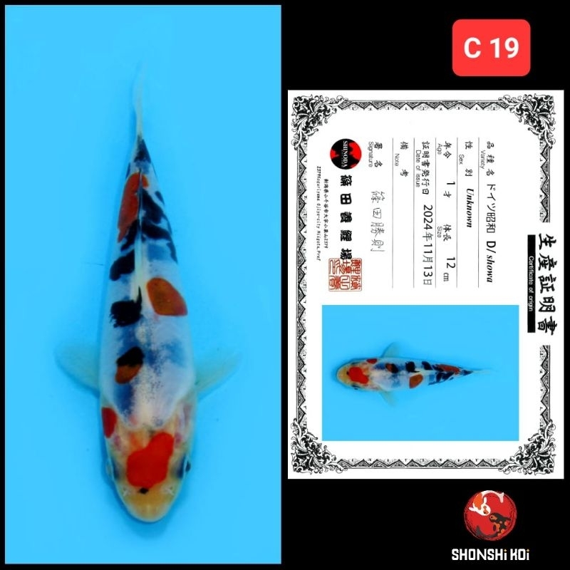 ikan koi import kohaku showa sanke size up to 20 bu C 04 dr 04