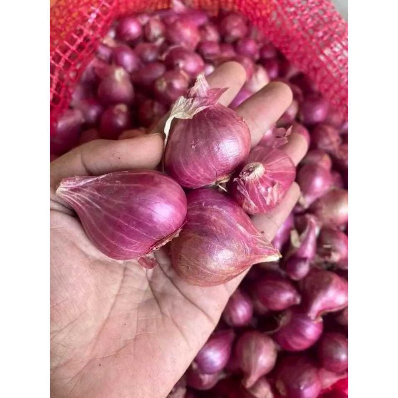 

Bawang Merah 500gr - 1kg Bumbu Masak Bawang Fresh Dari Petani Langsung