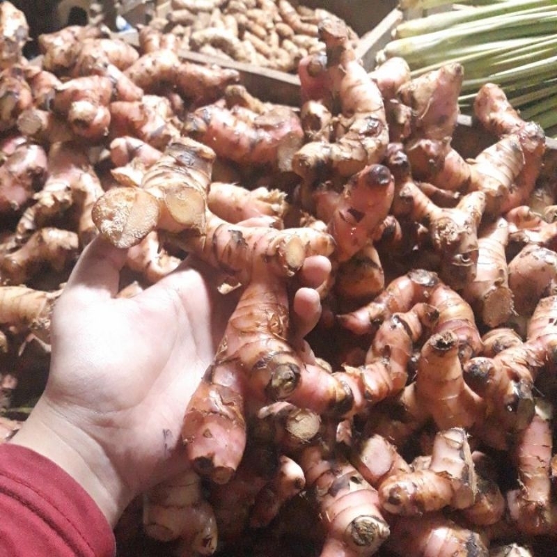 

lengkoas merah