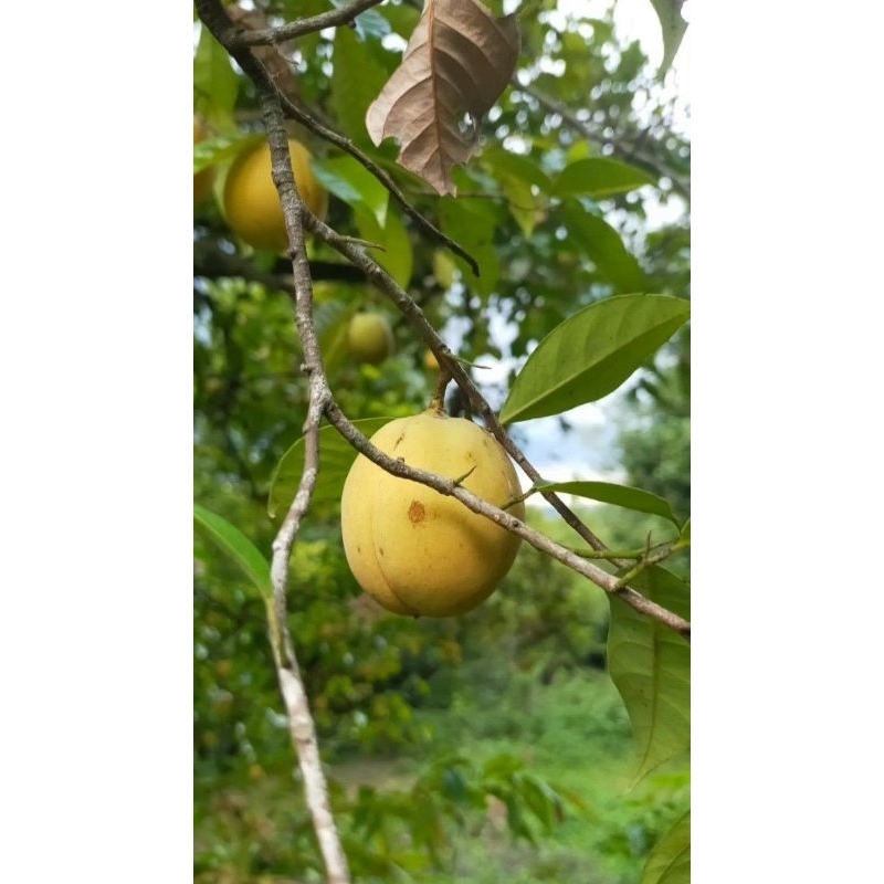 

Buah pala sudah tua perbiji murah