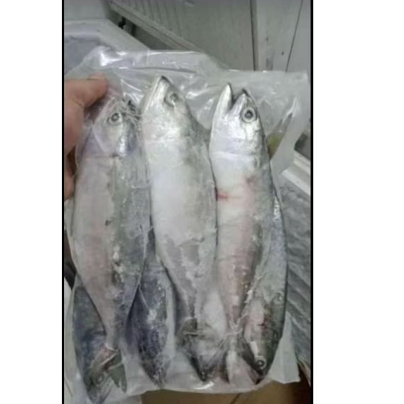 

IKAN KEMBUNG 1KG