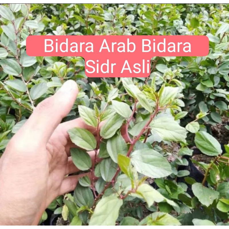 Pohon Bidara Arab Asli / Bidara Sidr/ Bibit Bidara Arab Asli