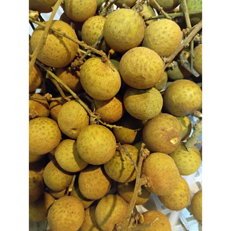 

KELENGKENG IMPOR HARGA PER KG