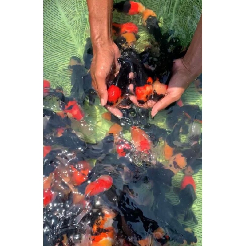 baby koki Oranda rosetail