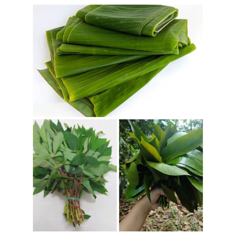 

DAUN SEGAR PER IKAT (MELINJO, SINGKONG,PISANG)