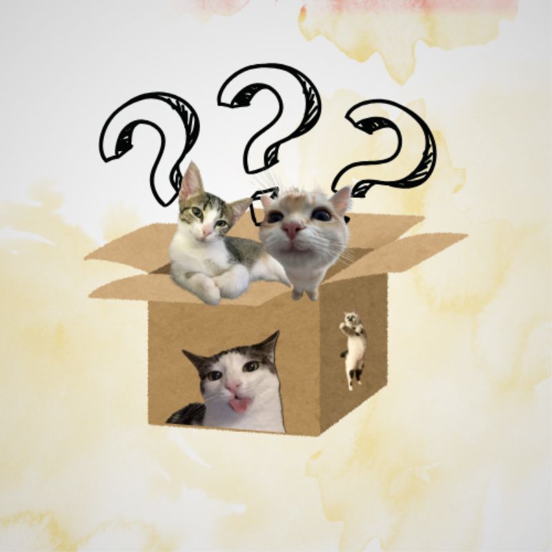 

BLANK BOX CITTEN TOY || nanaapiwww