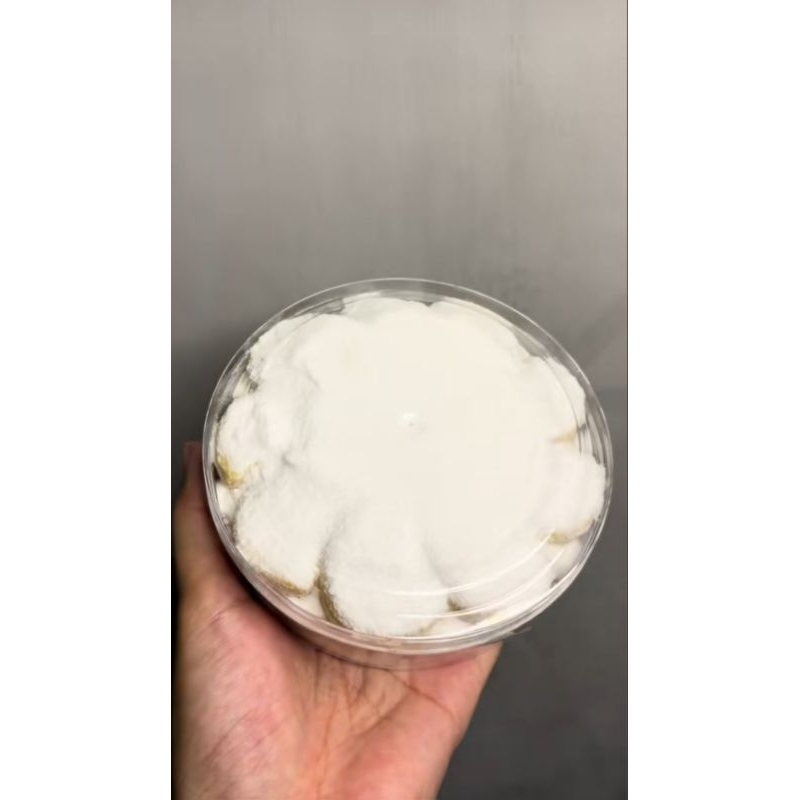 

KUE PUTRI SALJU