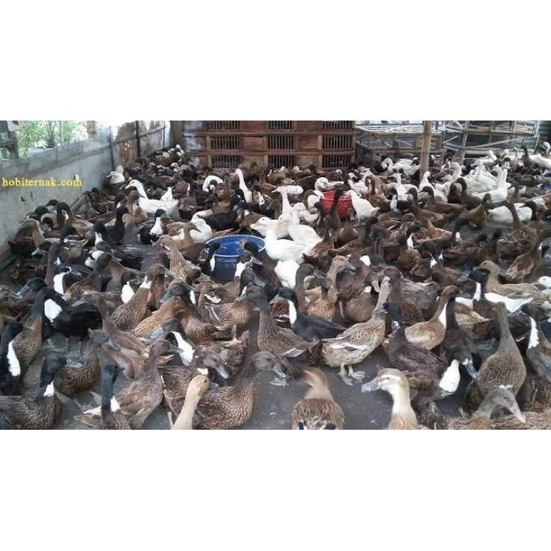 

TELUR FERTIL BEBEK HIBRIDA PEDAGING UNTUK DI TETASKAN
