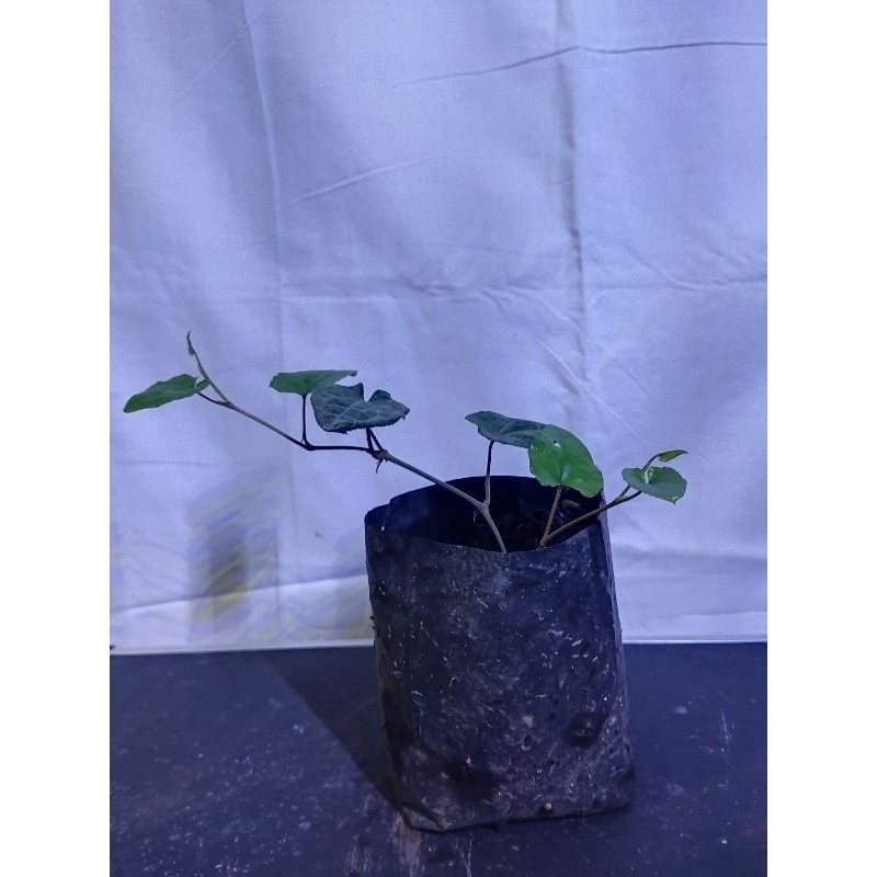 

cabe jamu paketan/per paket isi 5 tanaman