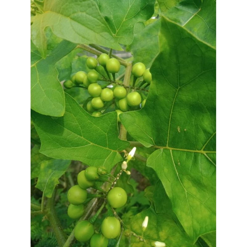 

takokak segar,untuk kesehatan mata,1,5kg/samsul.herbal