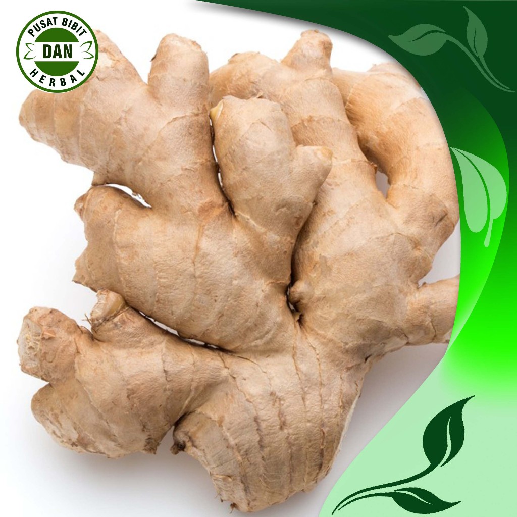 

jahe gajah segar 250 gram rempah herbal pusat bibit dan tanaman