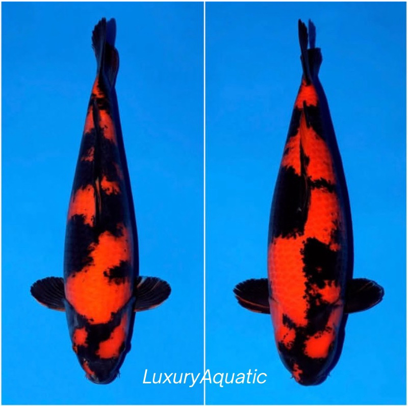 HI-UTSURI SIZE 20-35CM