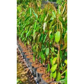 TERLARIS ! Bibit Durian Berbunga