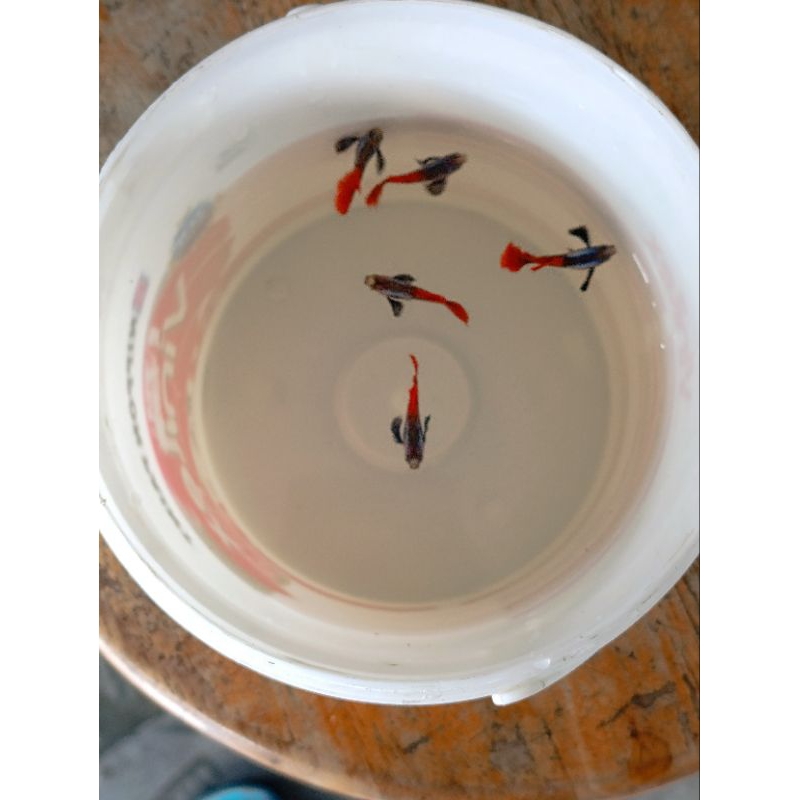 Hiasan Aquarium Guppy PRTDE 1 Pasang
