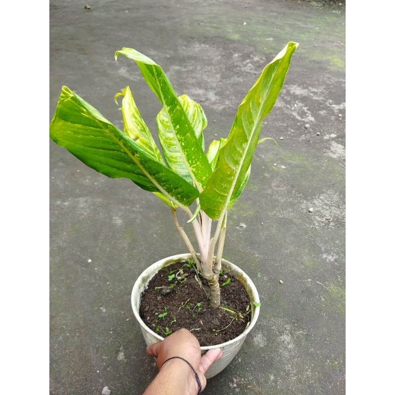 AGLONEMA SRI REJEKI SILVER COCOK UNTUK TANAMAN HIAS DI KEBUN DI TAMAN TERMURAH DI SHOPEE