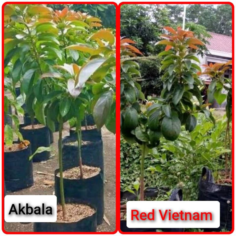 BIBIT ALPUKAT RED VIETNAM UKURAN 1 METER OKULASI