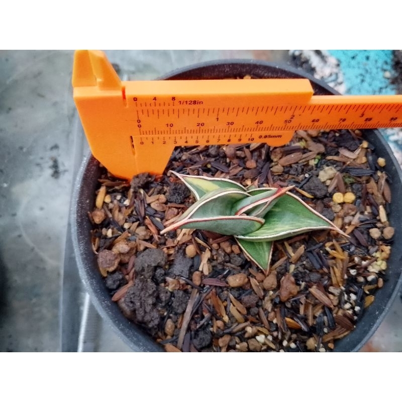 sansevieria sanse rorida Varigata