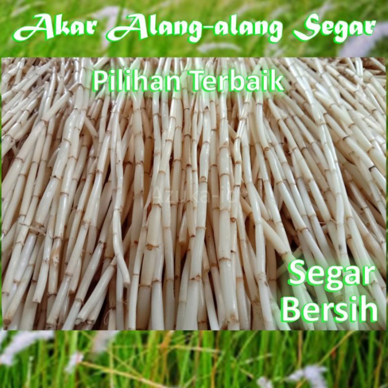 

akar Alang Alang 500gram