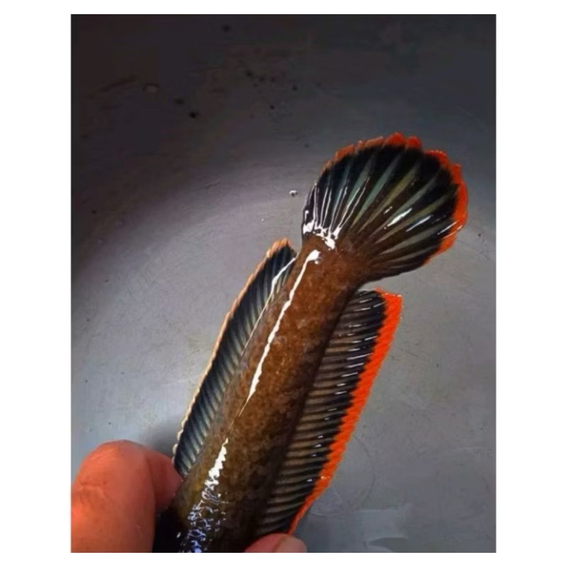 Limbata Rim tebal 5-9cm | bahan lawu rim joss