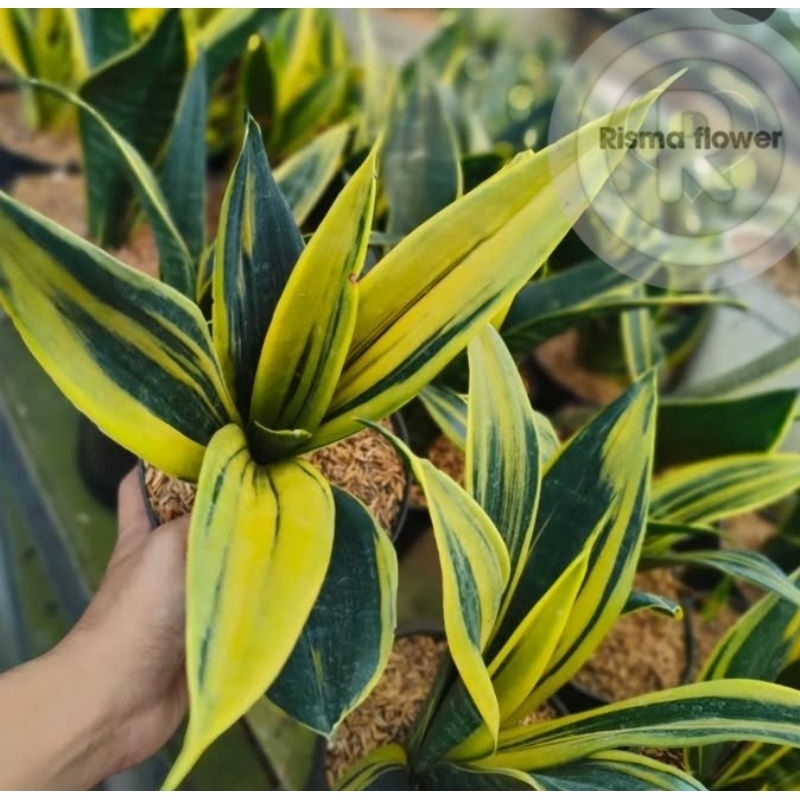 Pohon sansivera gold flame / tanaman sansivera golden flame