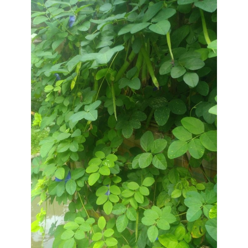 

200 gram daun saga freshh segar organik sehat