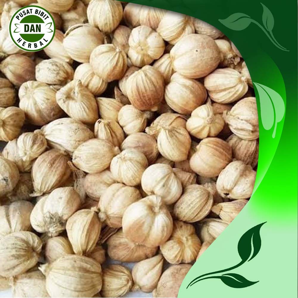 

kapulaga kering 1kg rempah rempah herbal terbaik