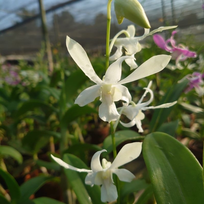 Anggrek Dendrobium Caesar white