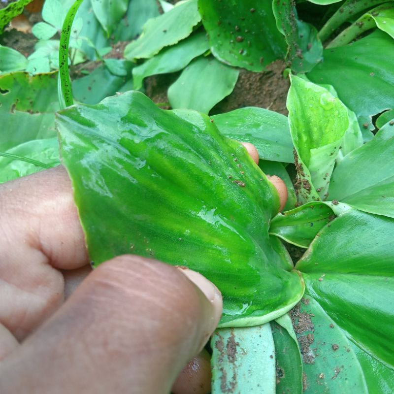 

Kencur daun lalap segar spesial (250gram/kemasan)