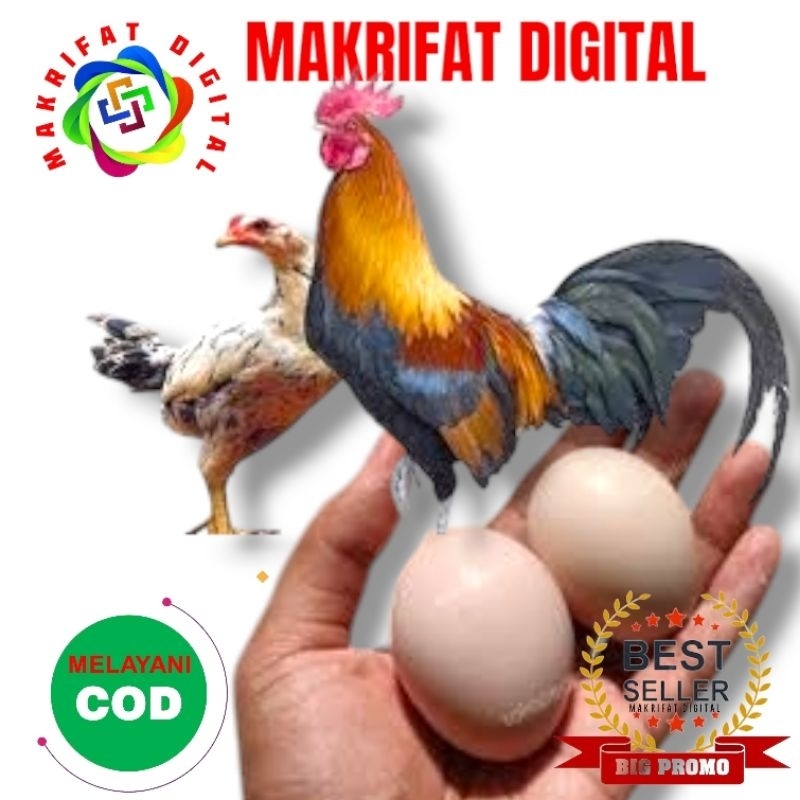 

MAKRIFATDIGITAL Paket 40 pcs Telur FERTIL AYAM KUB2 Jalur PEDAGING Siap ditetaskan Kwlalitas Super dari Mitra Peternak Profesional